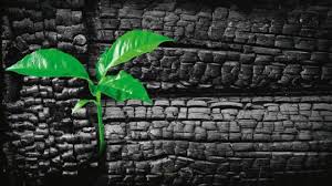 What Is Biochar?